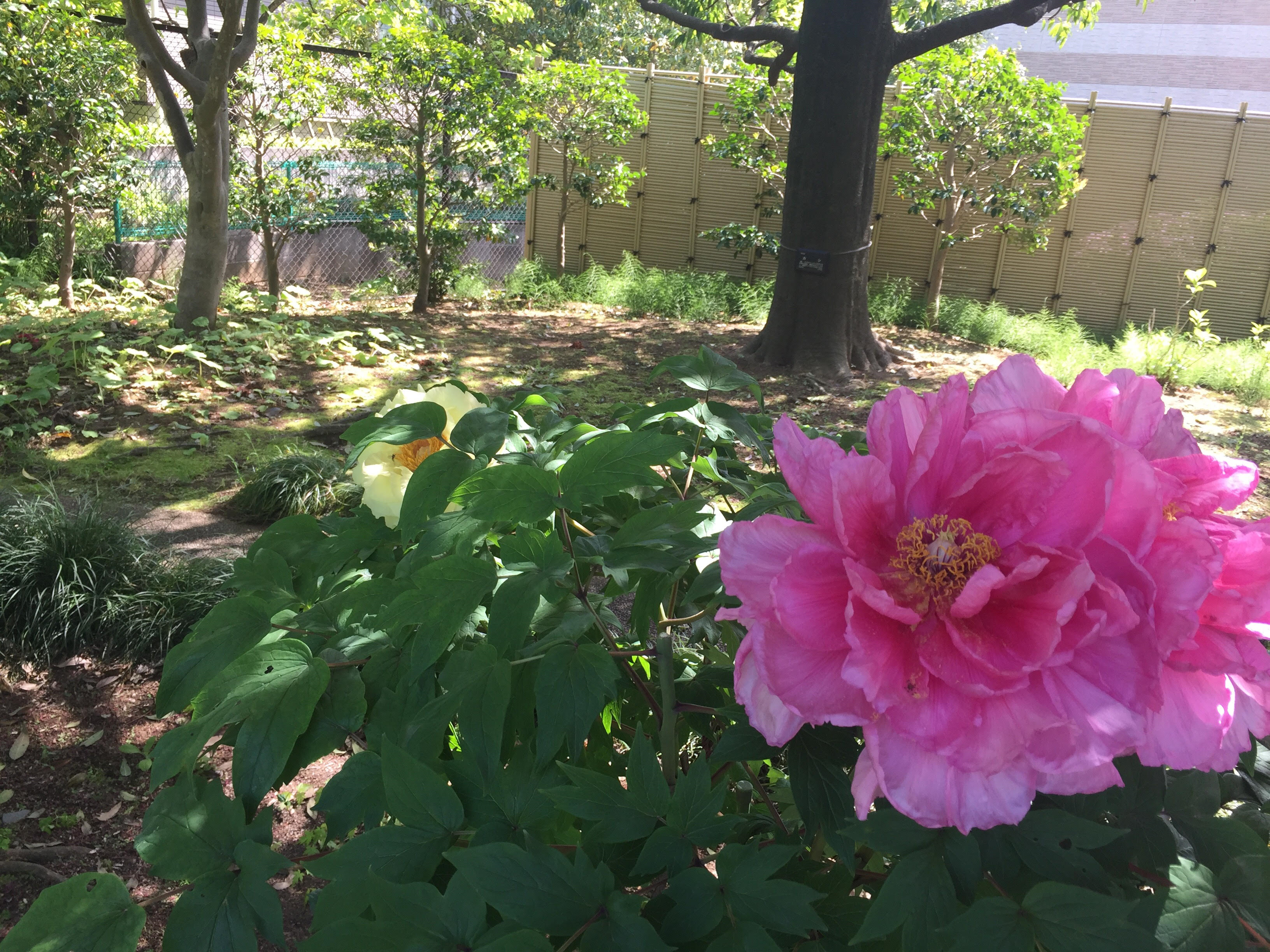 馬場花木園6 Yokohama Tsurumi Information 馬場花木園6 Yokohama Tsurumi Information